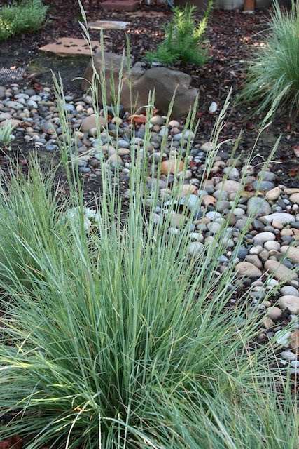 Dry creek bed garden California