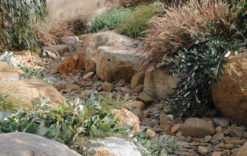 As we continue to face what will surely be our driest summer on record, I am so glad my gardens are drought resistant.