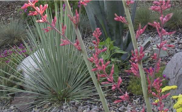 Yuccas add perfection