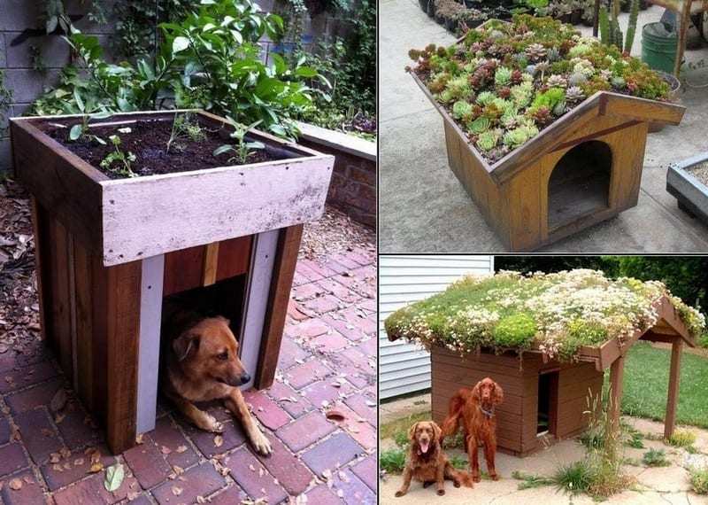 Even the kennels are going green!  You liked the one we posted last week so here are some more :)  The living roof improves the aesthetics and provides insulation against hot or cold weather!