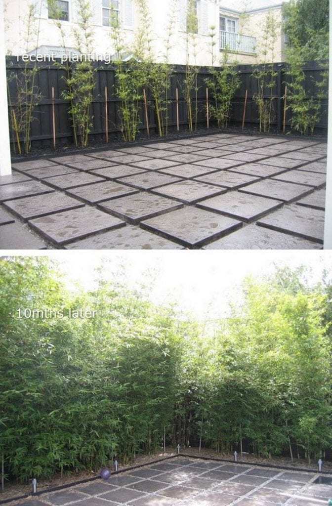 Bamboo - a much maligned saviour!