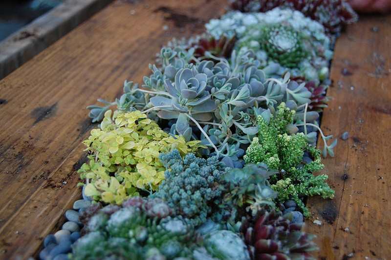 DIY Succulent Pallet Table
