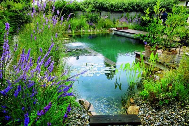 Natural Swimming Pond