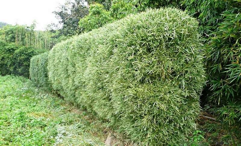 Bamboo Screens and Hedges - Bamboo Garden