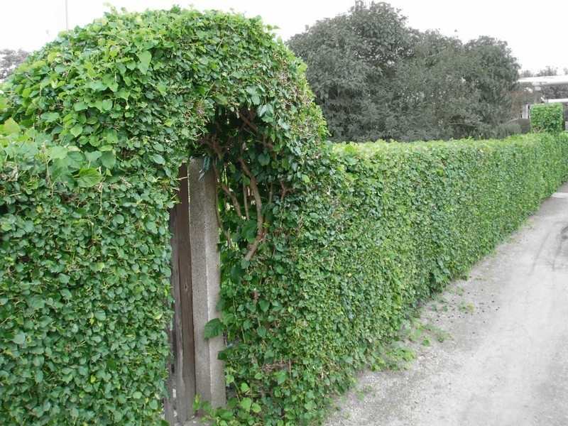 Fence Hedge Path