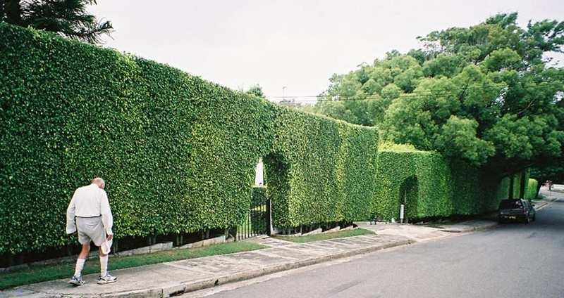 Hedge Fences