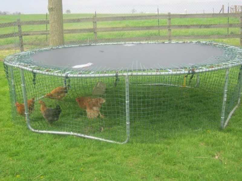 Trampoline Chicken Coop