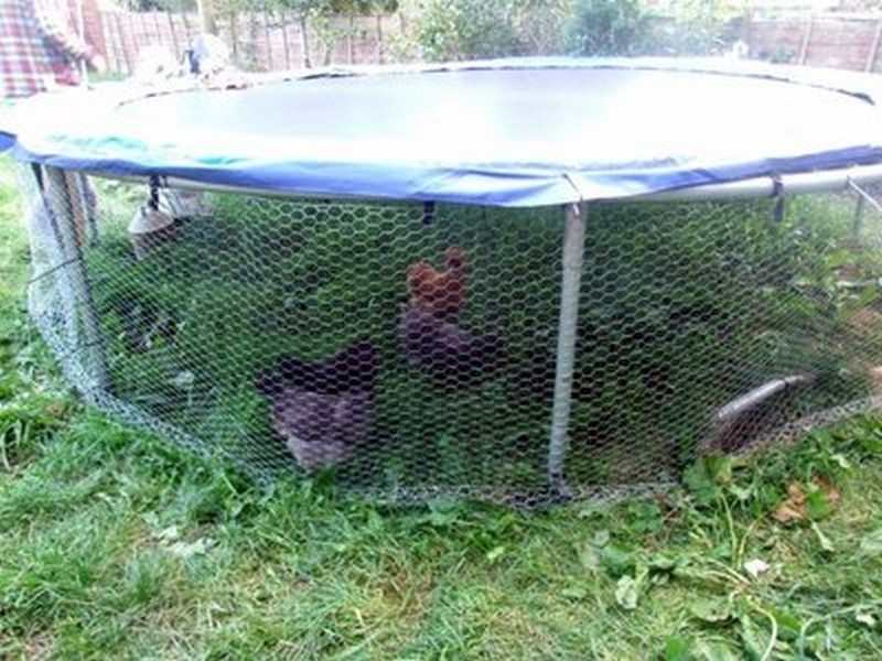 Trampoline Chicken Coop
