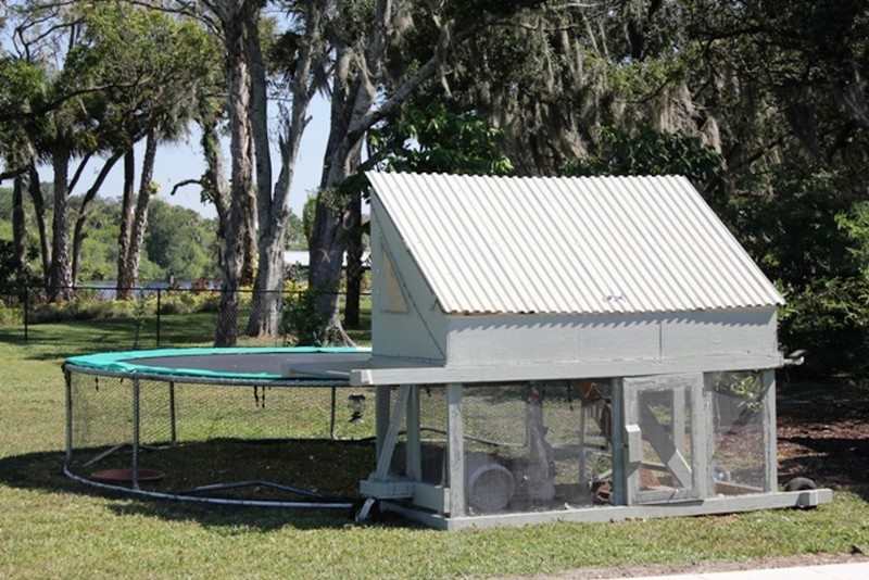 Trampoline Chicken Coop