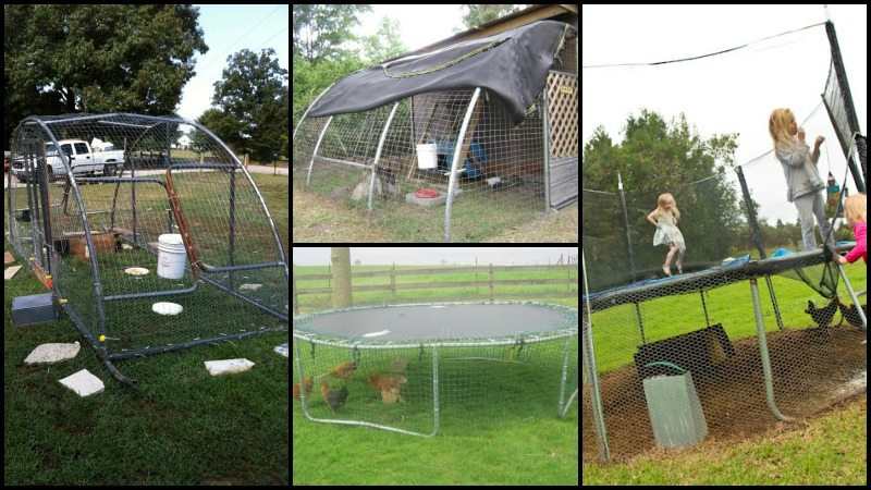 Trampoline Chicken Coop