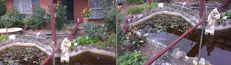 After three years in the spa, the fish finally return home