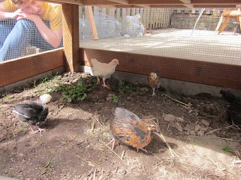 Homemade Chicken Coop - Hen House