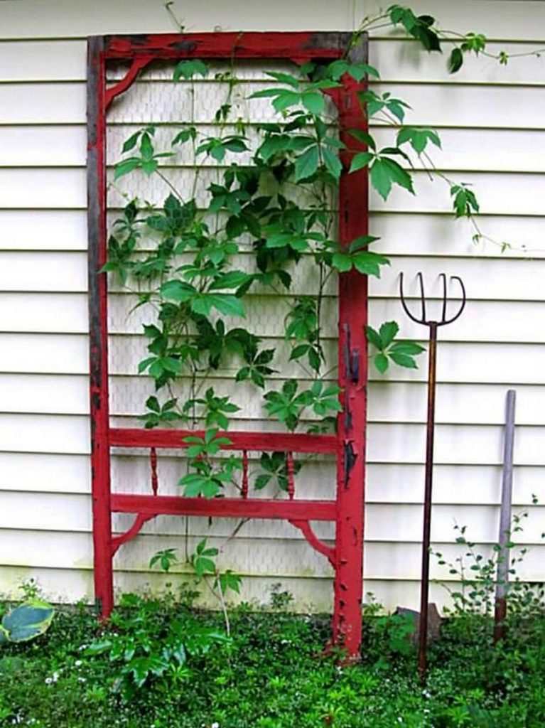 Trellis made from old screen door.