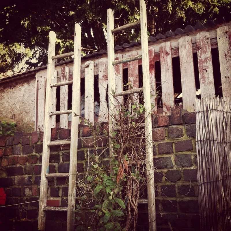 Trellis made from old ladders.