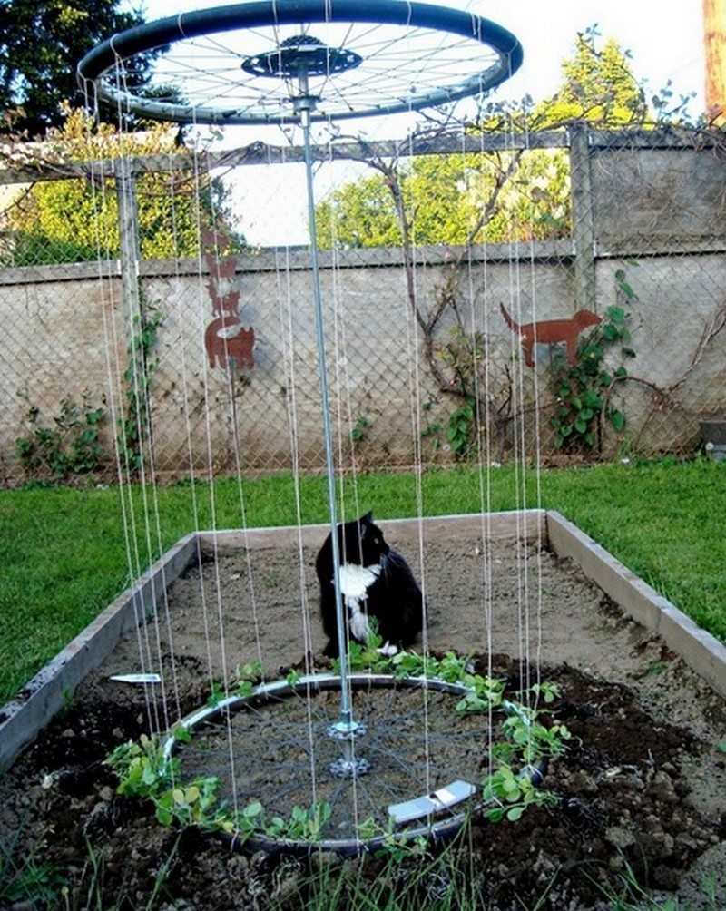 Trellis made from old bike rims.