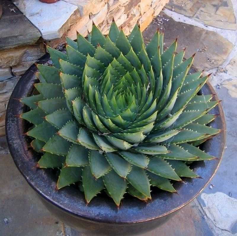 Aloe