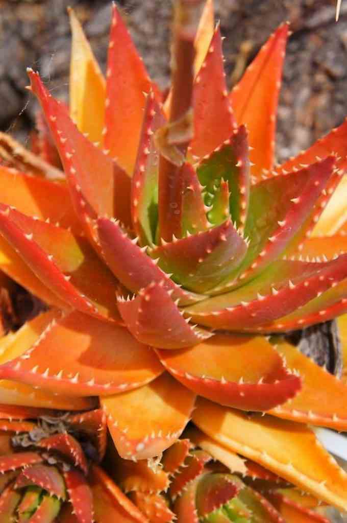 Aloe