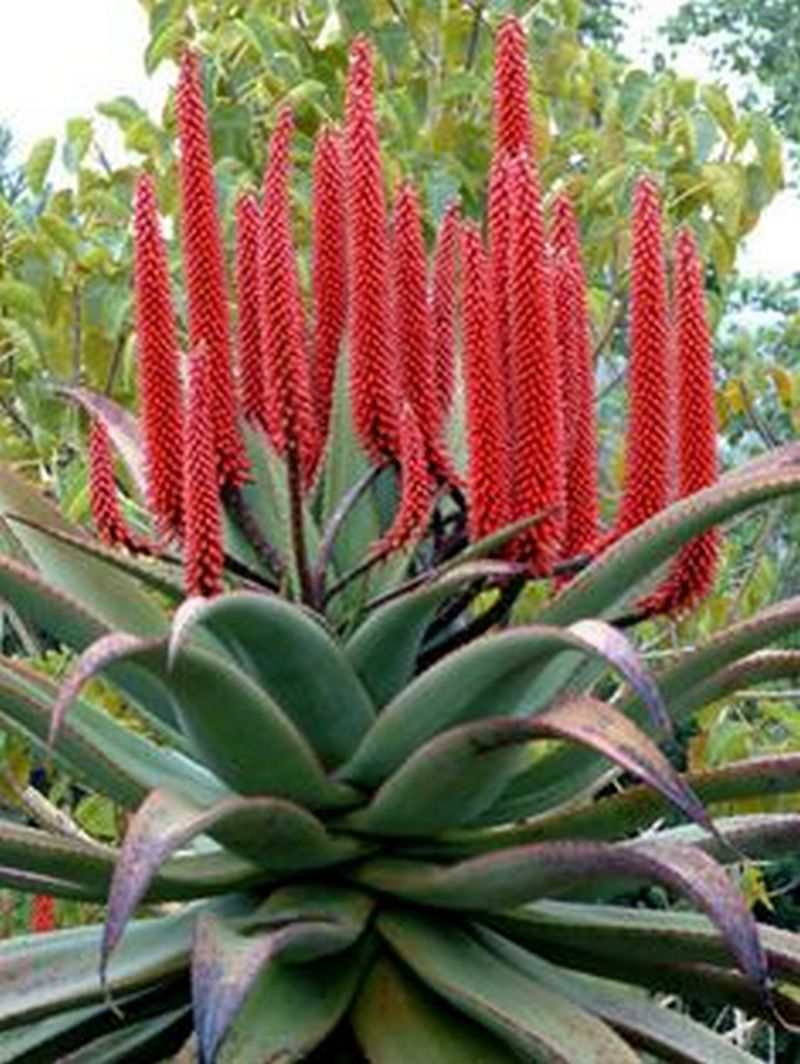 Aloe