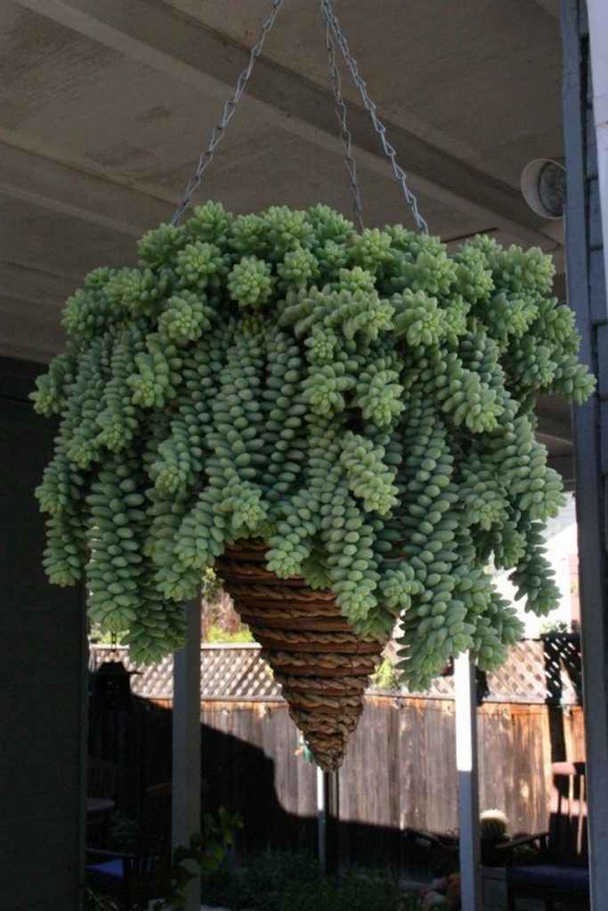 Burro's Tail