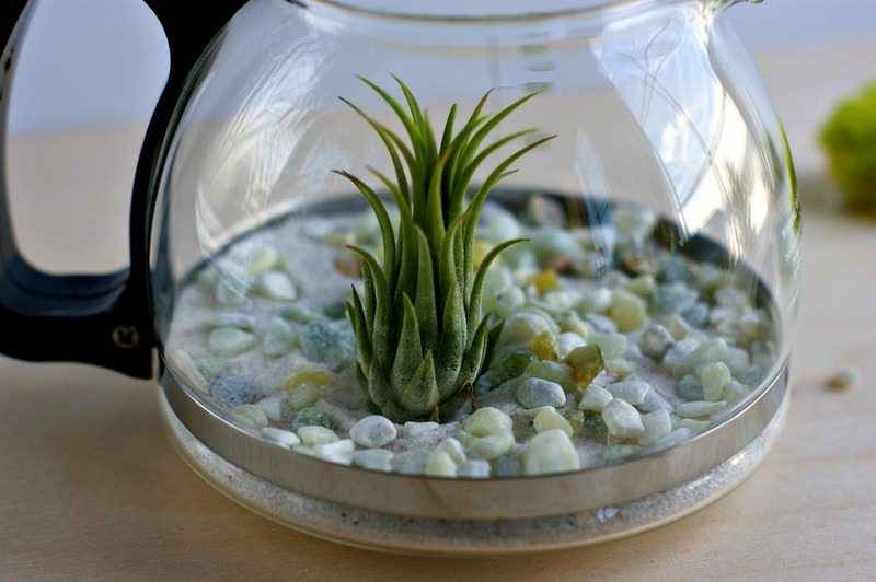 Coffee Pot Terrarium