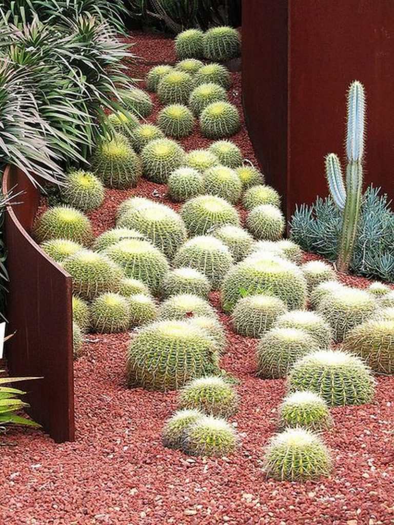 Golden Barrel Cactus