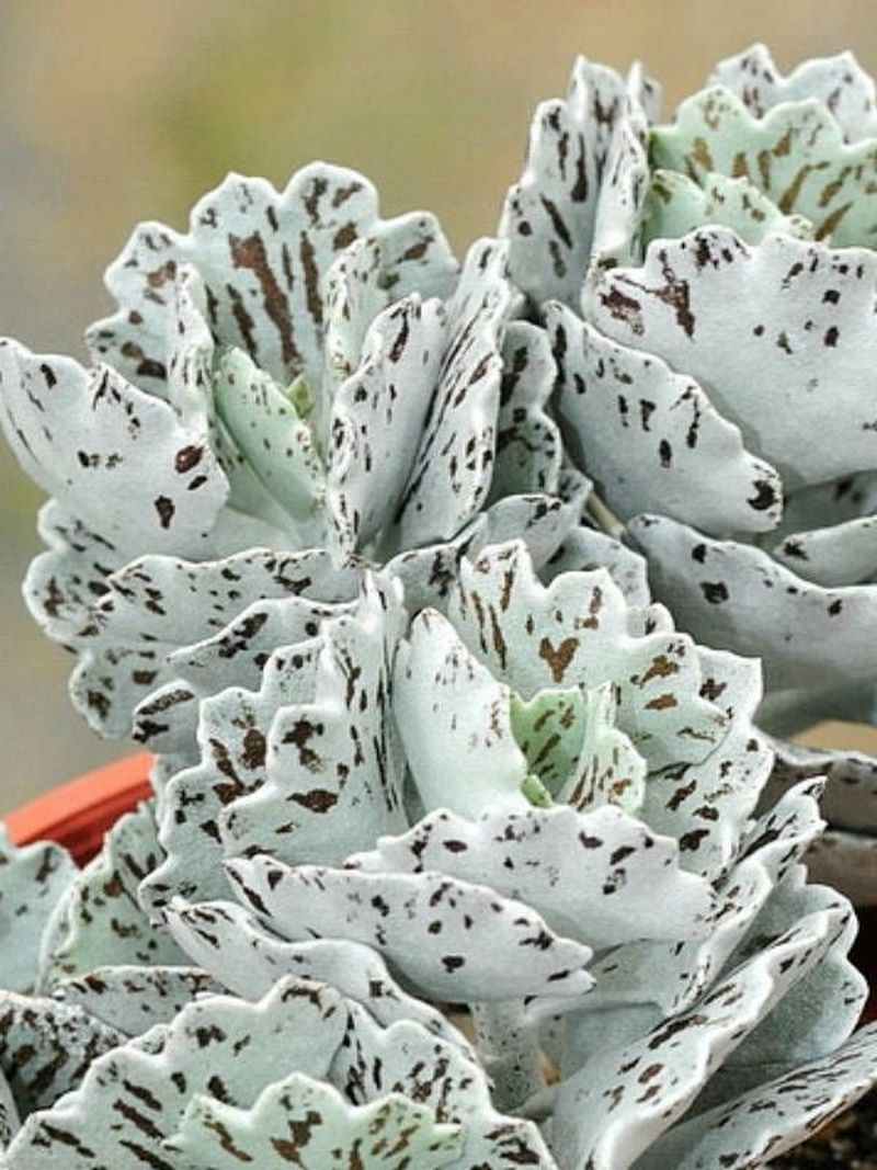 Kalanchoe