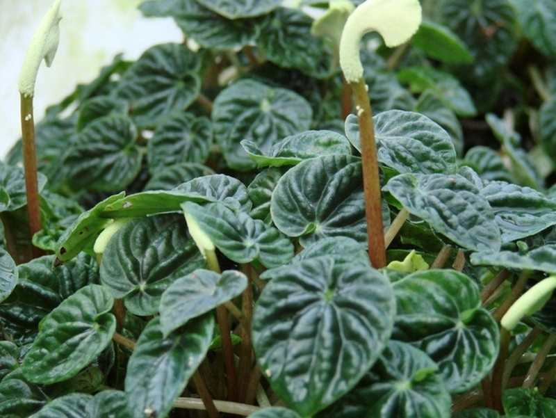 Peperomia