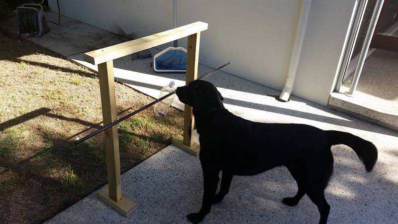 Spinning Plastic Bottle Dog Treat Game