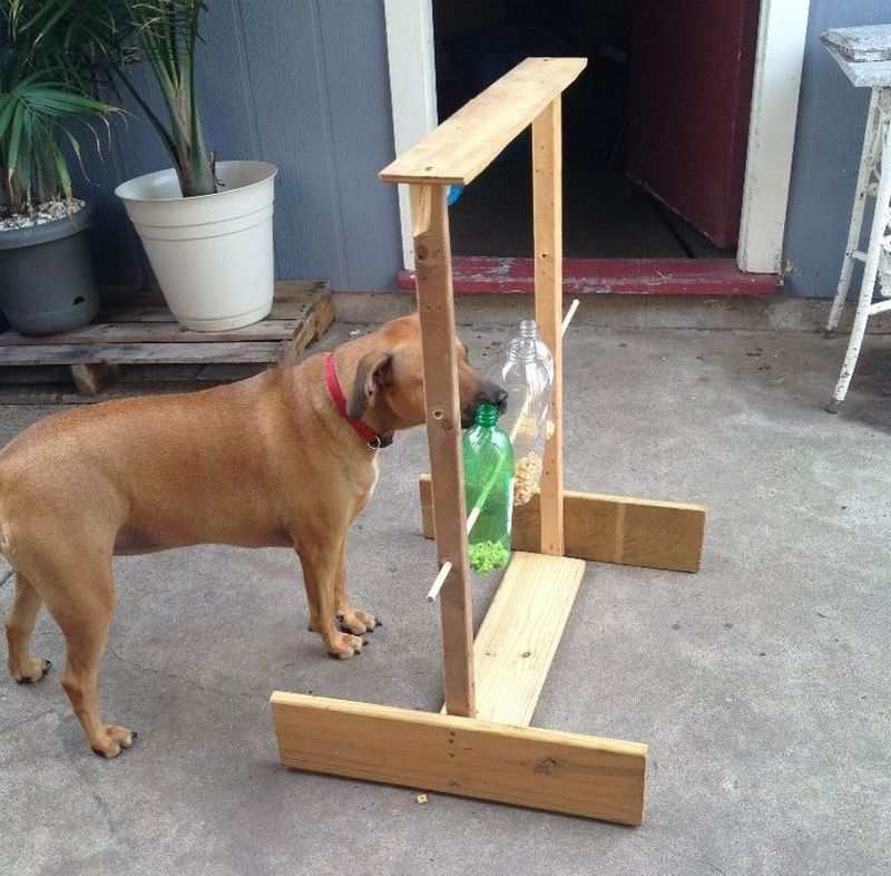 Spinning Plastic Bottle Dog Treat Game
