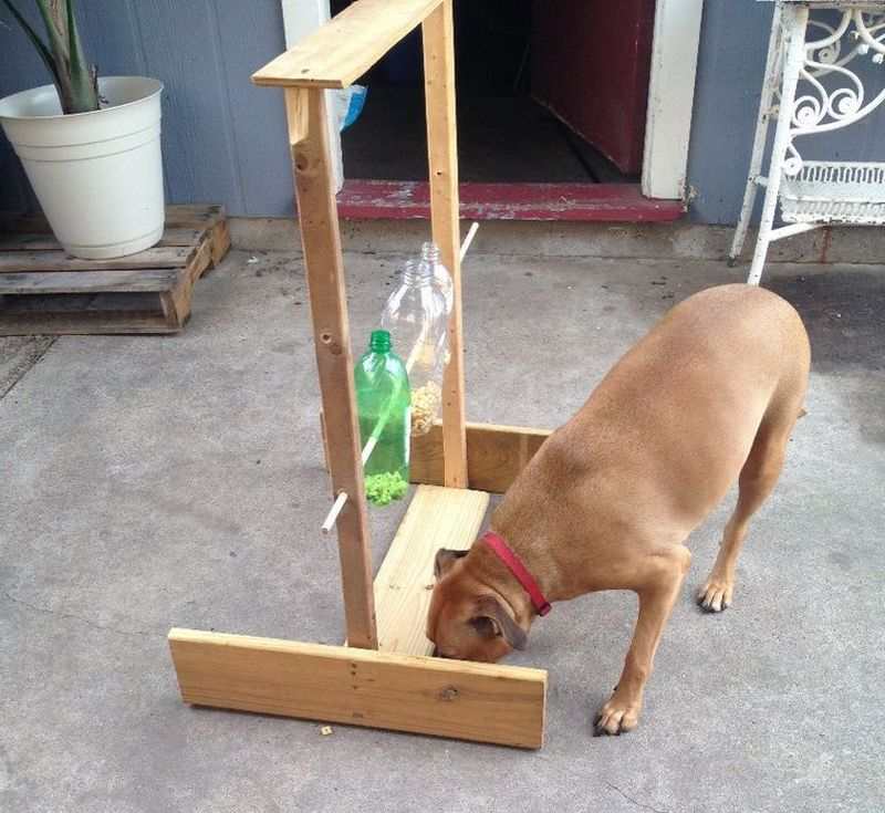 Spinning Plastic Bottle Dog Treat Game