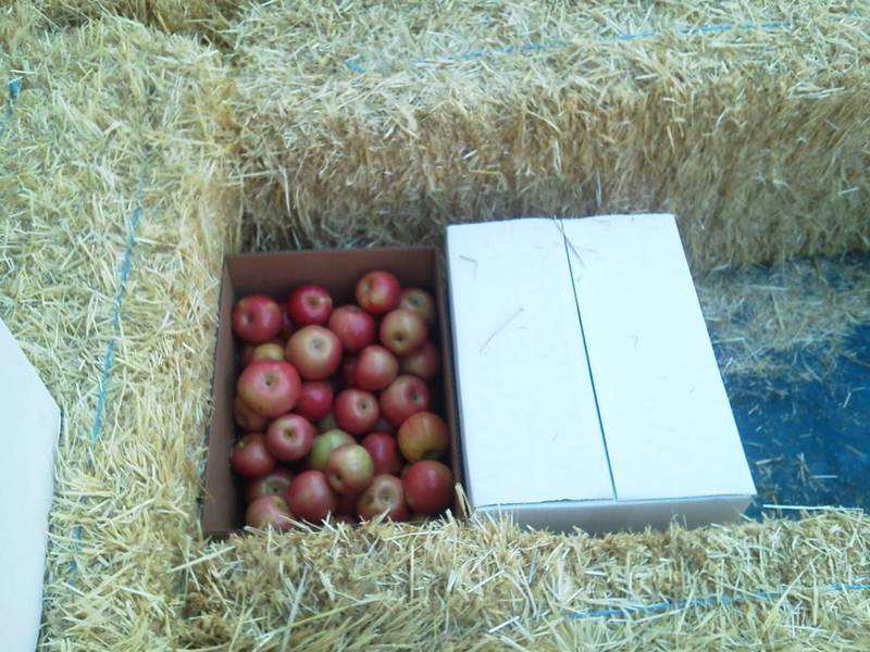 Strawbale Root Cellar