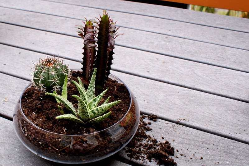 Terrarium Ideas