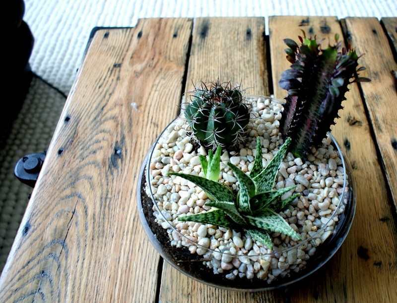 Terrarium Ideas