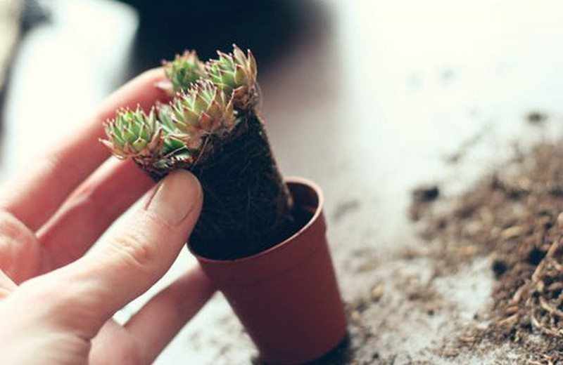 Score and Solder Terrarium