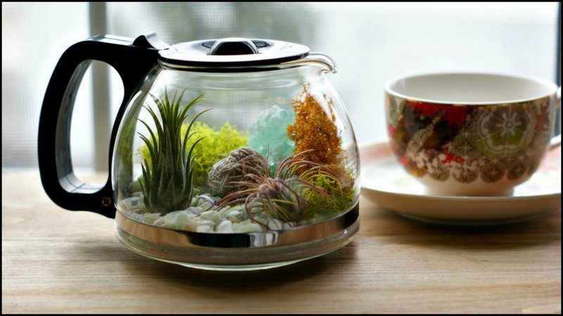 TerrariumIdeas