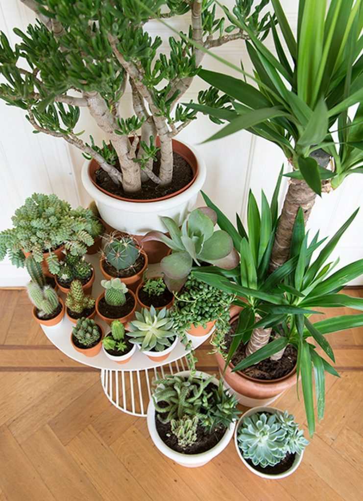Amazing Ways to Display Indoor Plants