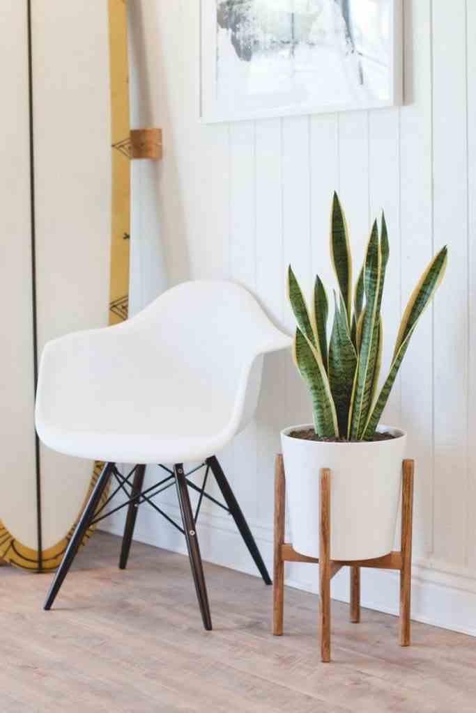 Amazing Ways to Display Indoor Plants