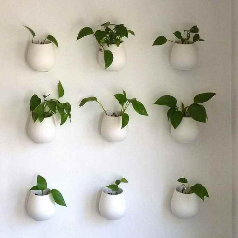Amazing Ways to Display Indoor Plants