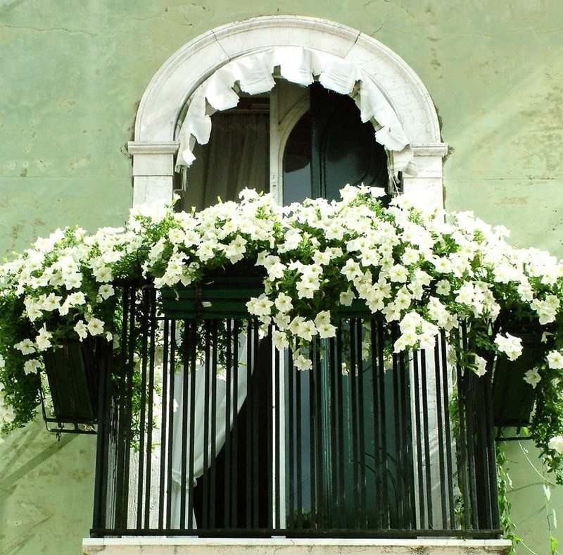 Balcony Gardens