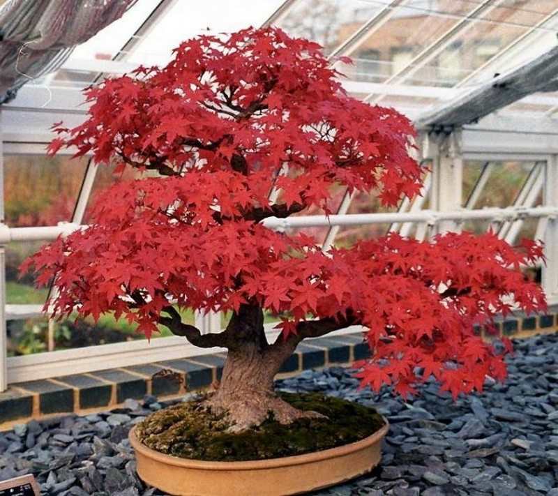 Bonsai Trees