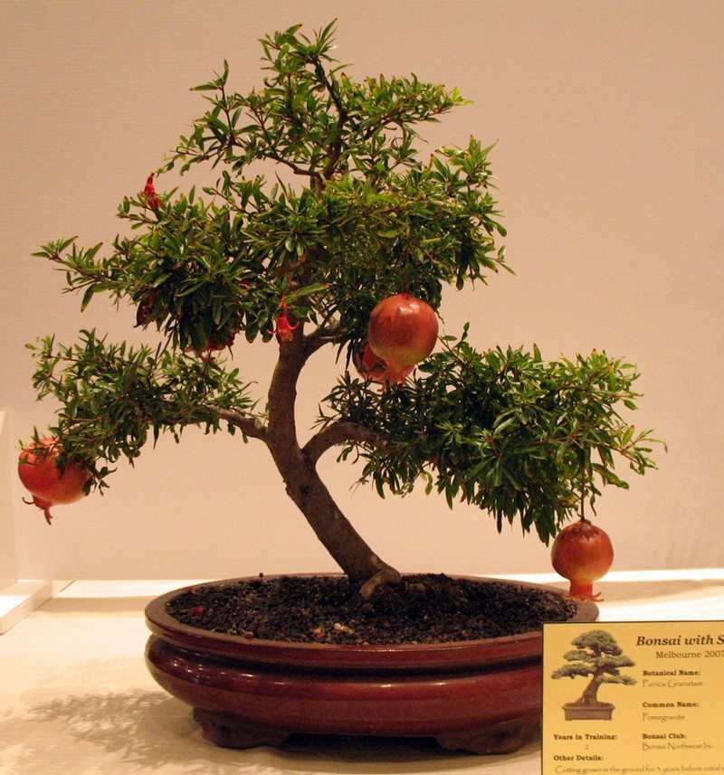 Bonsai Trees