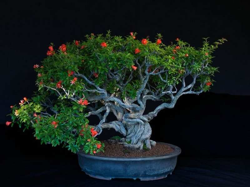 Bonsai Trees