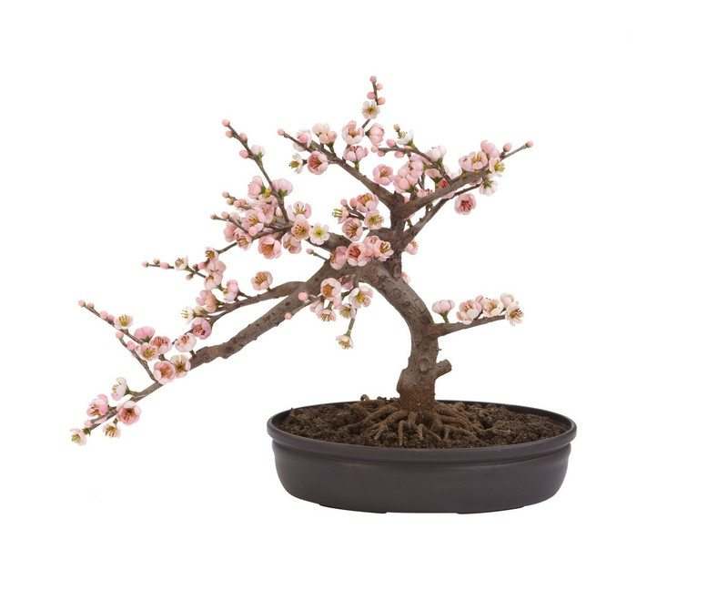 Bonsai Trees