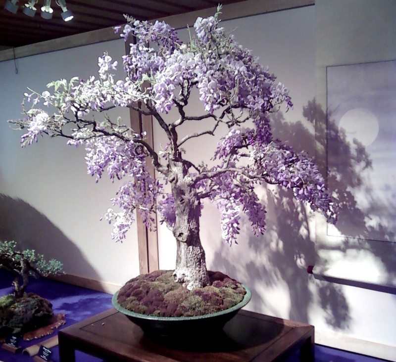 Bonsai Trees