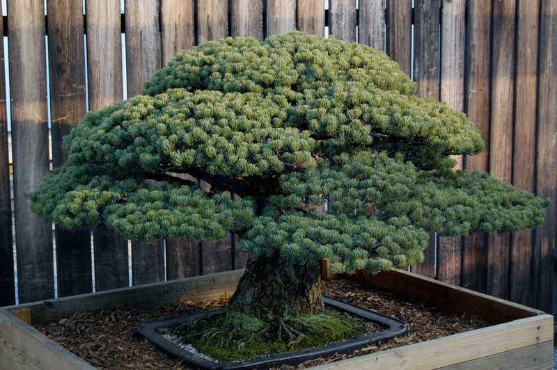 Bonsai Trees