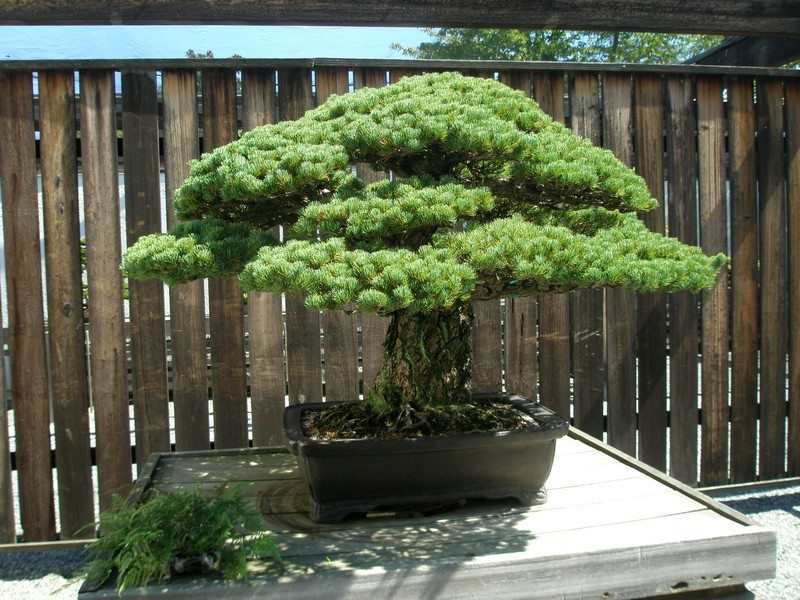 Bonsai Trees