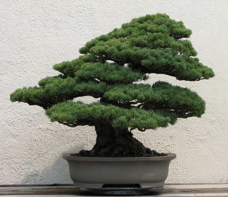 Bonsai Trees