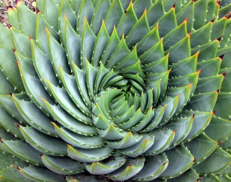 Geometrical Plants