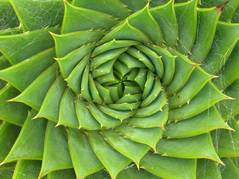 Geometrical Plants