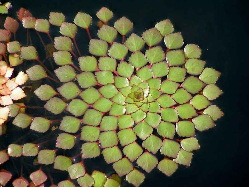 Geometrical Plants